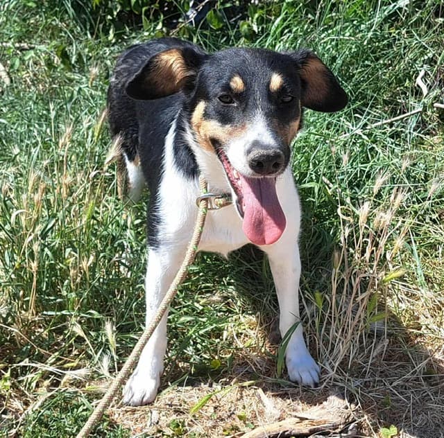 Nikita, a 4 years old female Unknown available for adoption from A Better Life Dog Rescue in Horndon On-The-Hill, Essex