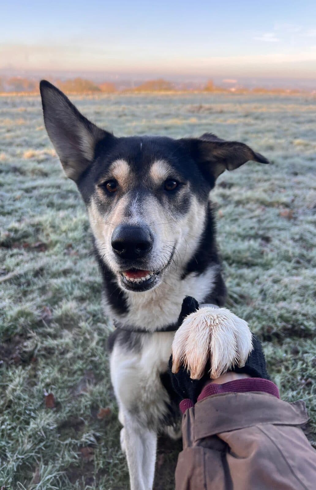 Bruno, a 2 years old male German Shepherd X Siberian Husky available for adoption from All Dogs Matter in Highgate, Greater London