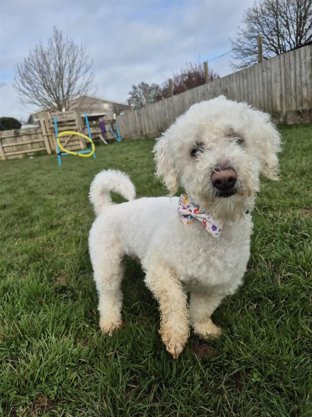 Buddy, a 4 years old male Bichon Frise available for adoption from Animals In Distress in Devon