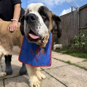 Stanley, a 5 years old male St Bernard available for adoption from Ark Animal Rescue in Lincolnshire