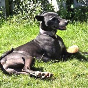 Toby, a 5 years old male Greyhound available for adoption from Ark Animal Rescue in Lincolnshire