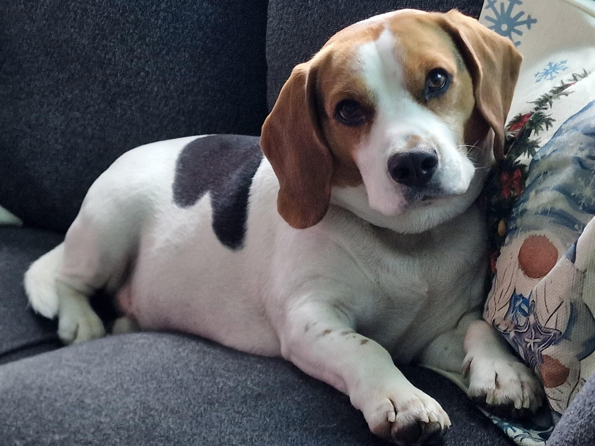 Angus, a 6 years old male Beagle available for adoption from BARRK in Scotland