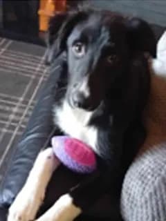 Torvi, a 7 months old male Collie available for adoption from Causeway Coast Dog Rescue in Coleraine, Northern Ireland