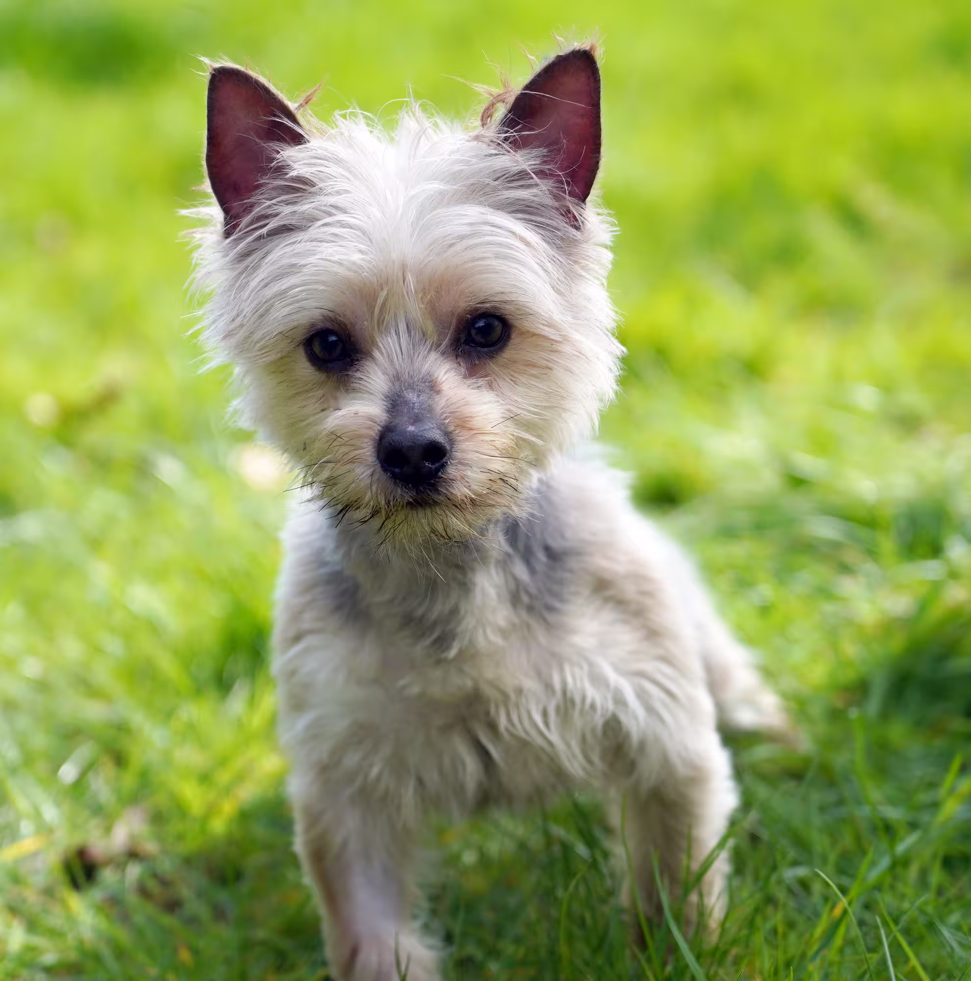 Bluey, a Unknown old male Yorkshire Terrier available for adoption from Kit Wilson Trust in East Sussex