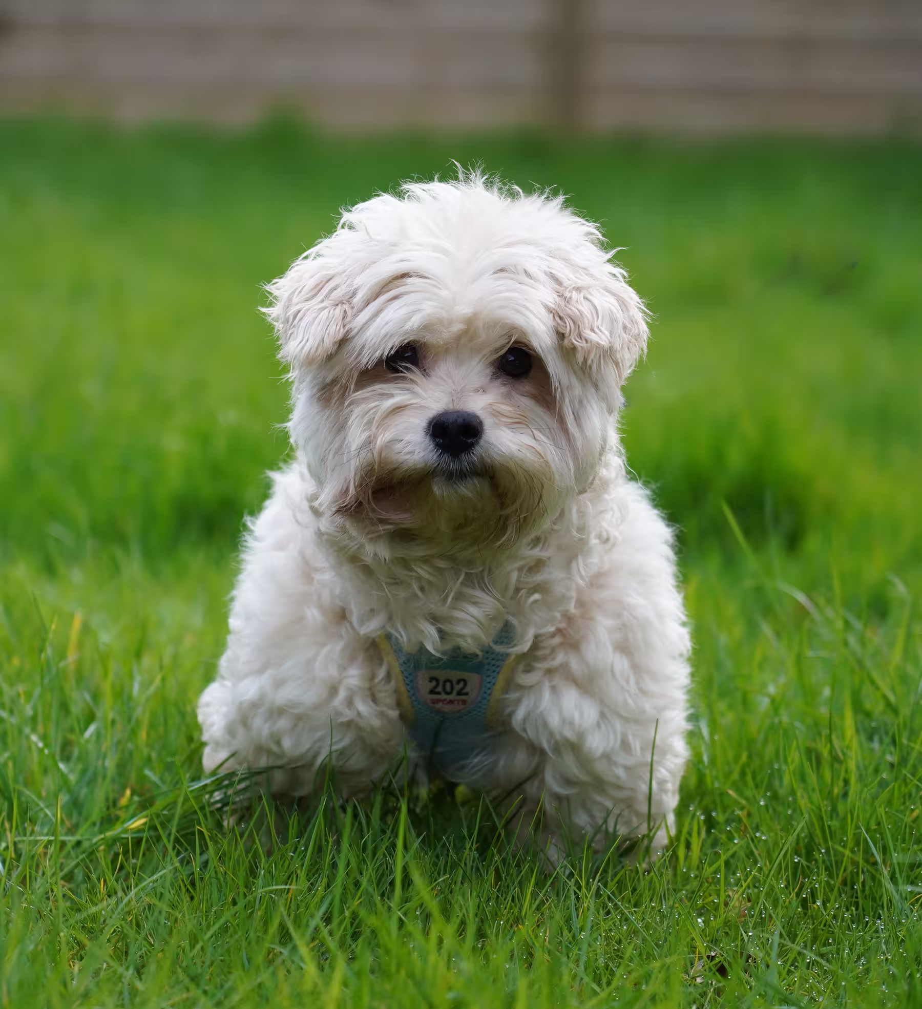 Bunty, a 5 years old male Maltese available for adoption from Kit Wilson Trust in East Sussex