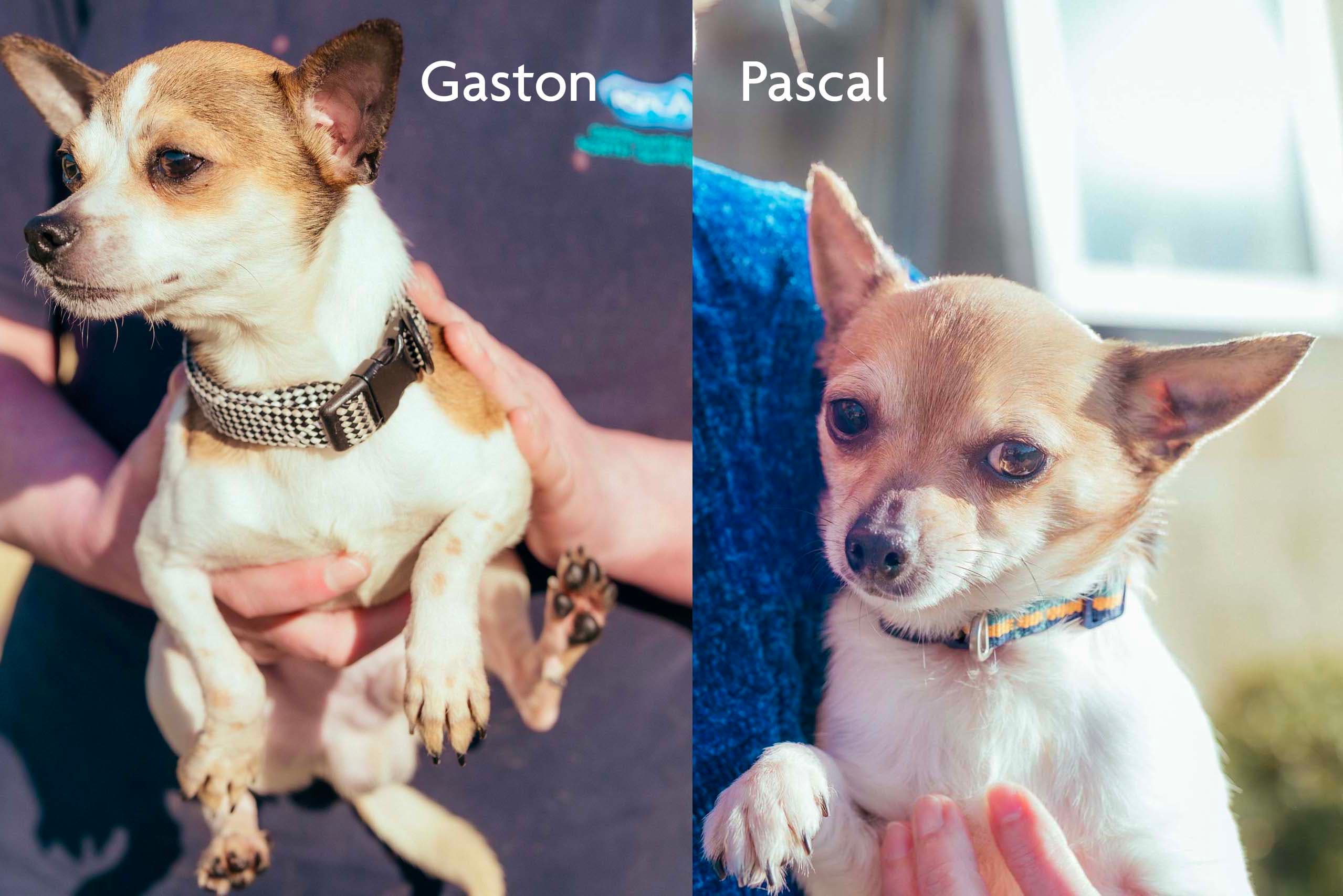 Gaston And Pascal, a 3 years old male Chihuahua x Jack Russell Terrier available for adoption from RSPCA in Chesterfield, Derbyshire