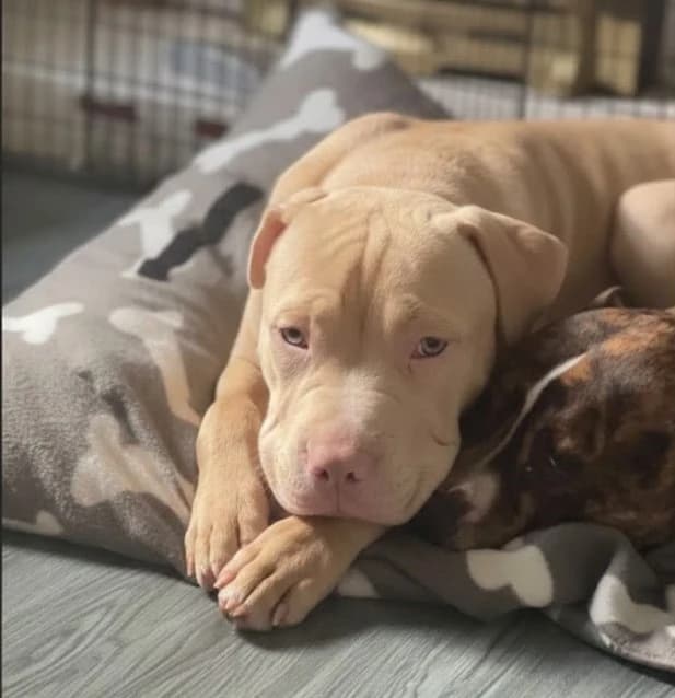 Casper, a 8 months old unknown Shar Pei available for adoption from Congleton Dog Rescue in Cheshire