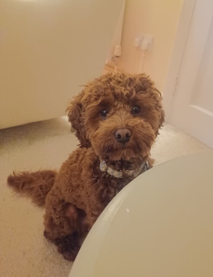 Barney, a 10 months old male Cocker Spaniel X Poodle available for adoption from Cotswolds Dogs & Cats Home in Gloucestershire