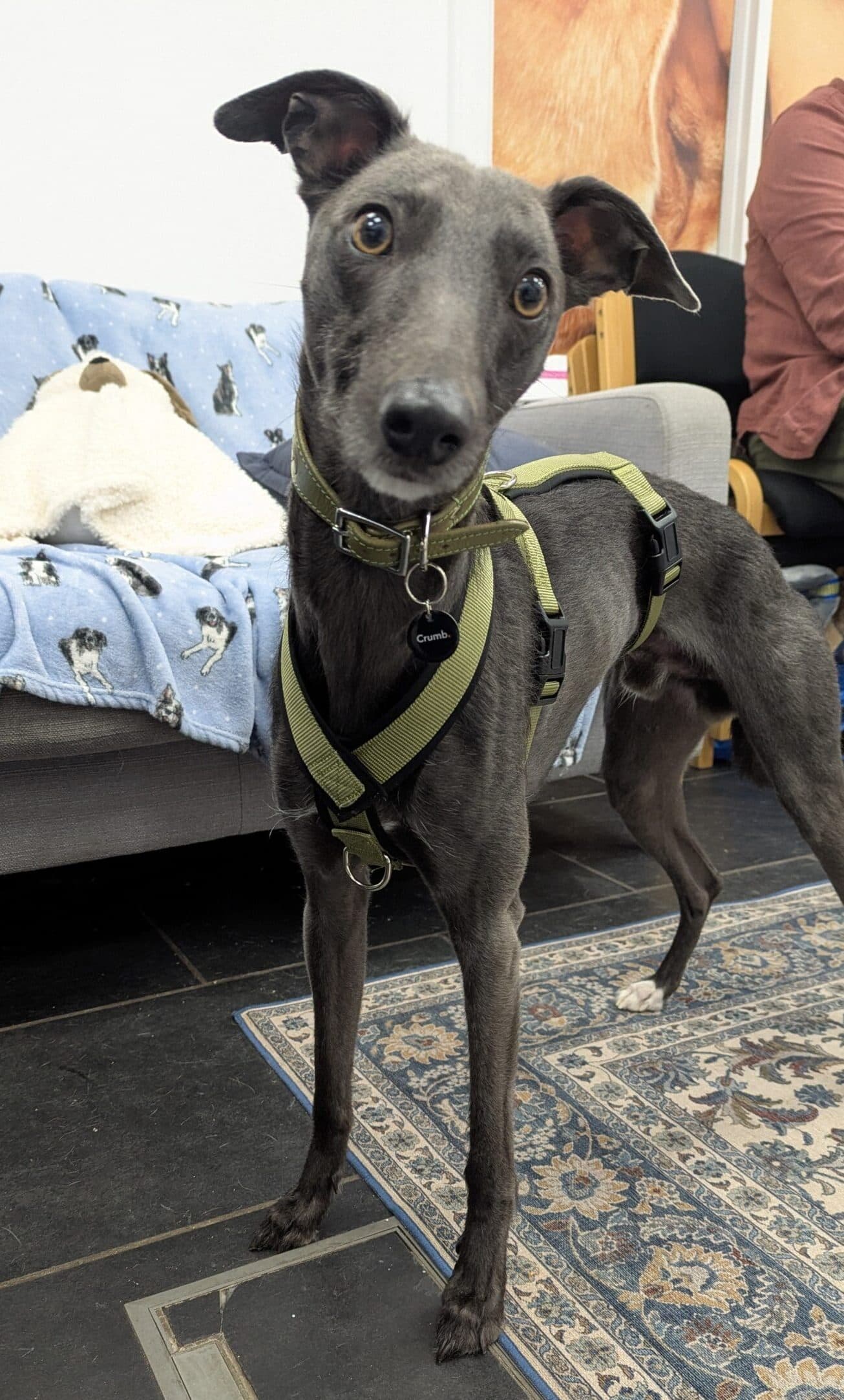 Goose, a 2 years old male Whippet available for adoption from DAWGS in Scotland