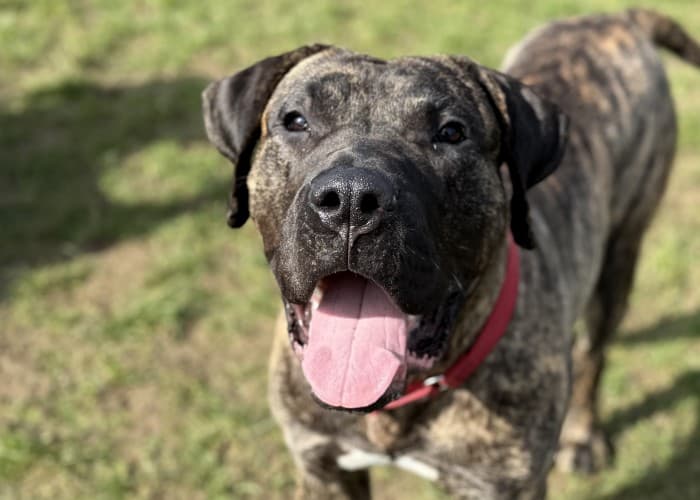 Elvis, a 1 year old male Presa Canario available for adoption from Danaher Animal Home in Essex