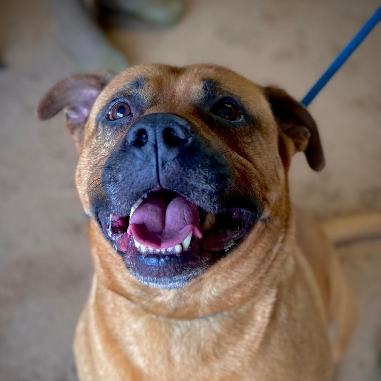 Brutus, a 3 years old male Mastiff available for adoption from Dogs Friends in Somerset