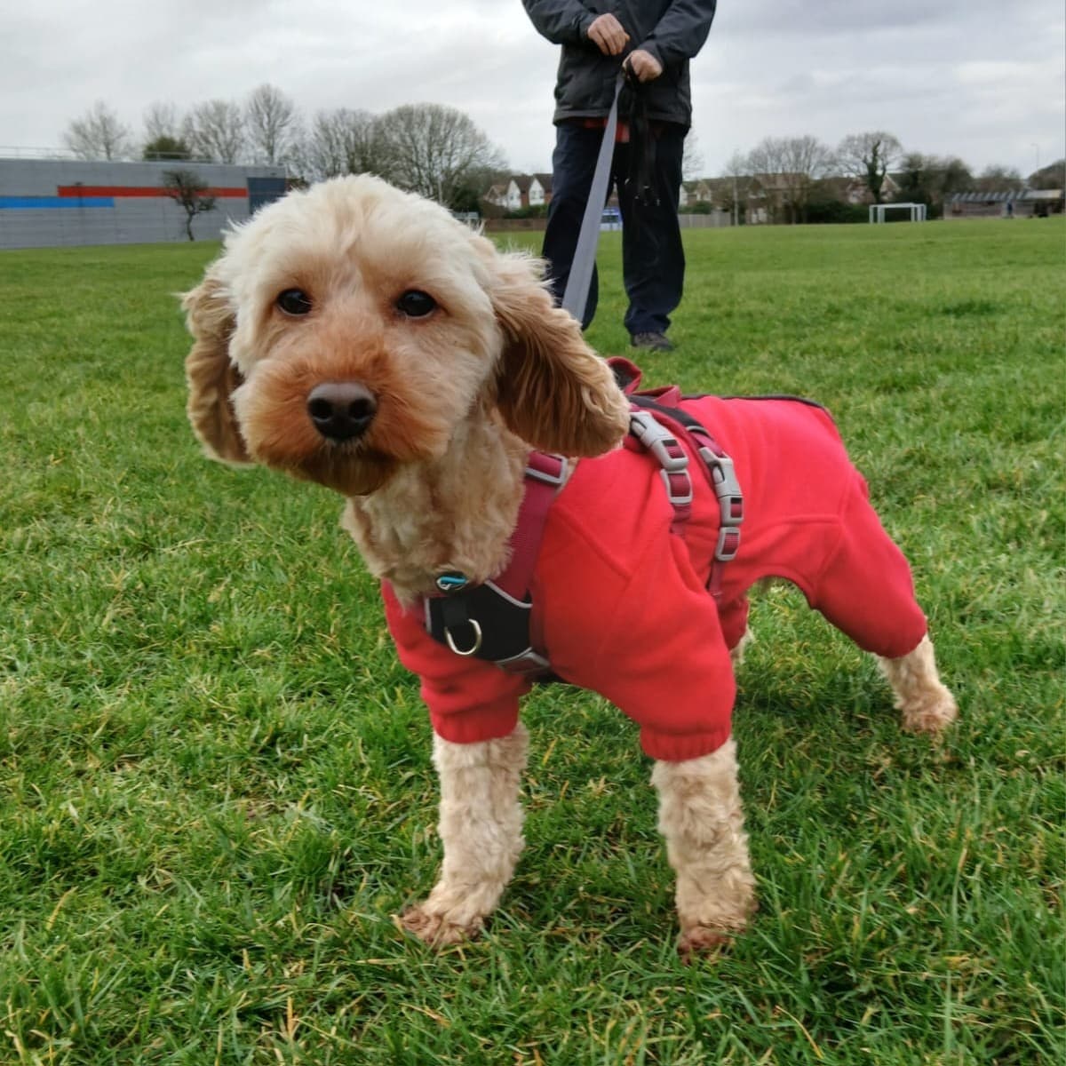 Poppy (cockapoo), a 3 years old female Cockapoo available for adoption from Dogs Friends in Westbury-sub-Mendip, Somerset
