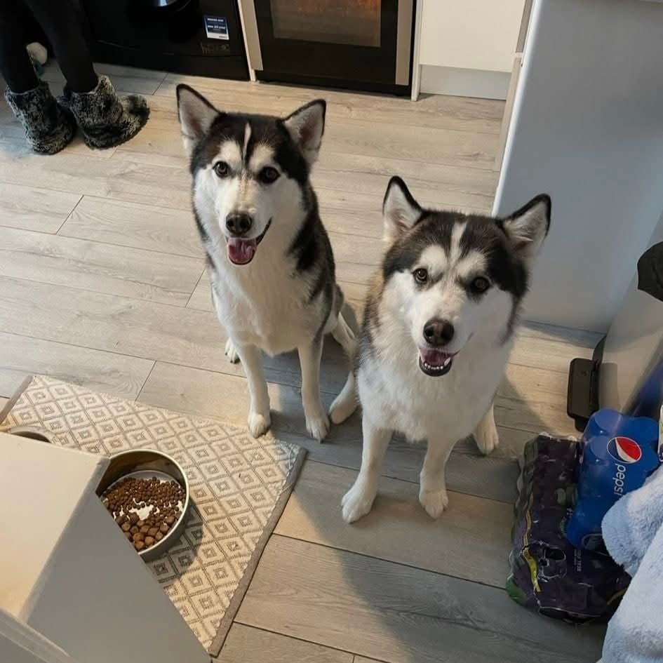 Dakota And Tikani, a 5 years old female Siberian Husky X Alaskan Malamute available for adoption from Dogs Friends in Somerset