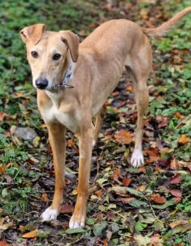 Choice, a 1 year old female Saluki available for adoption from Erin Hounds in Macclesfield, Cheshire