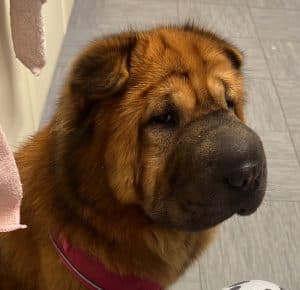 Missy, a 5 years old female Shar Pei x Chow Chow available for adoption from Fur Buddies in Hampshire
