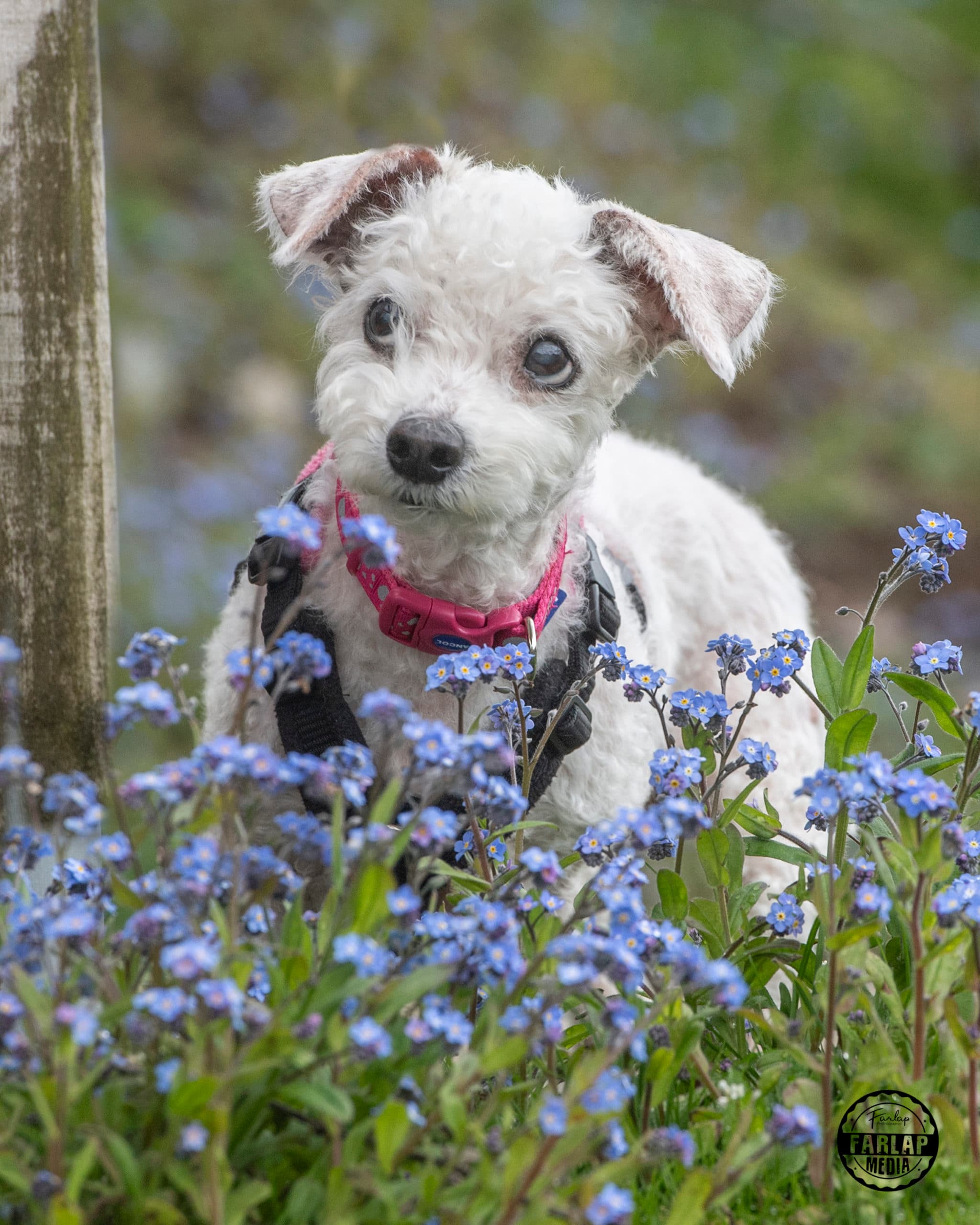 Fragile Faye, a 15 years old female Bichon Frise available for adoption from Gables Dogs & Cats Home in Devon