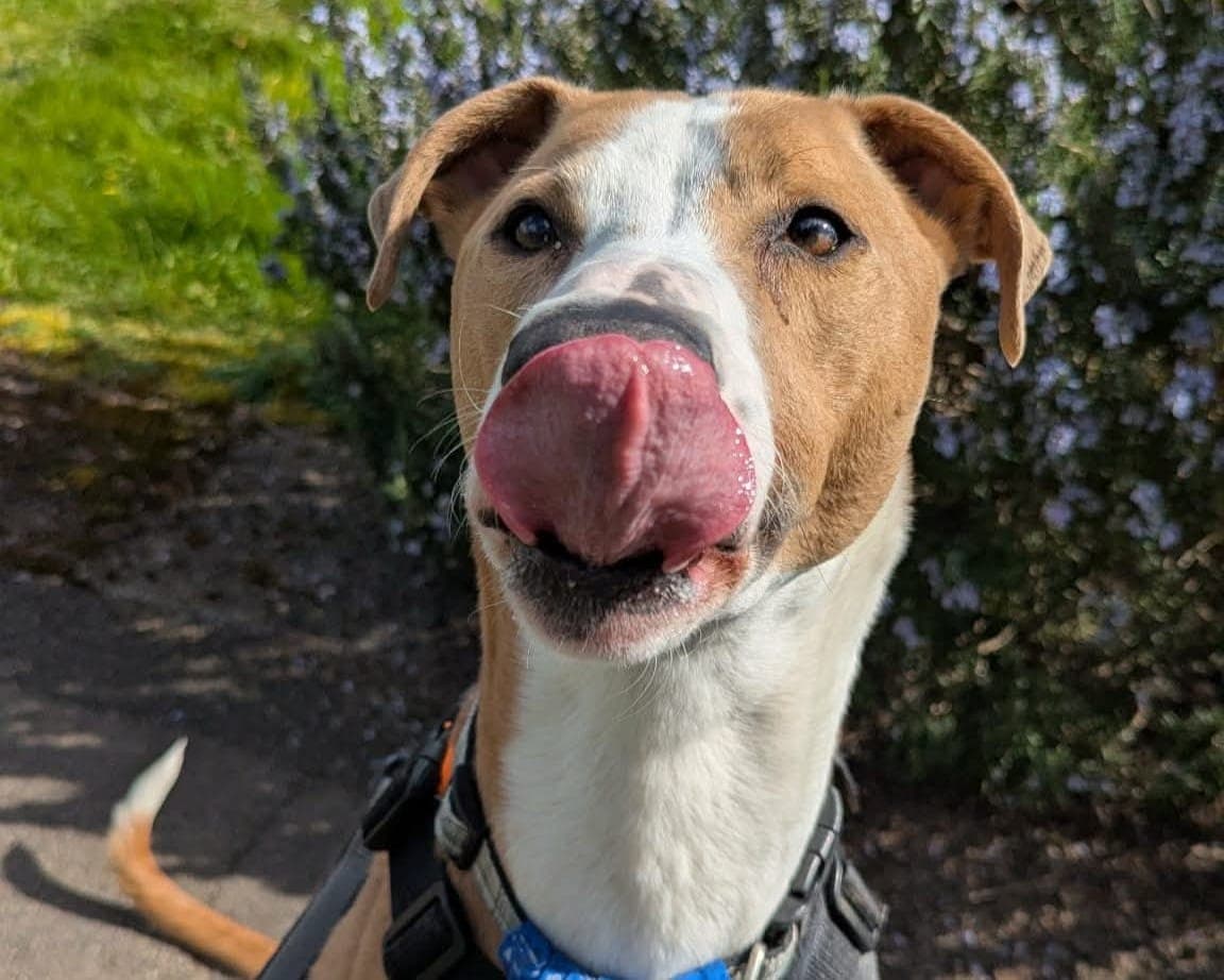 Oz, a 5 years old male Lurcher available for adoption from Cheltenham Animal Shelter in Gloucestershire