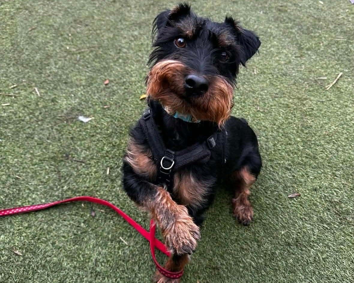Mowgli, a 4 years old male Soft Coated Wheaten Terrier available for adoption from Cheltenham Animal Shelter in Gloucestershire