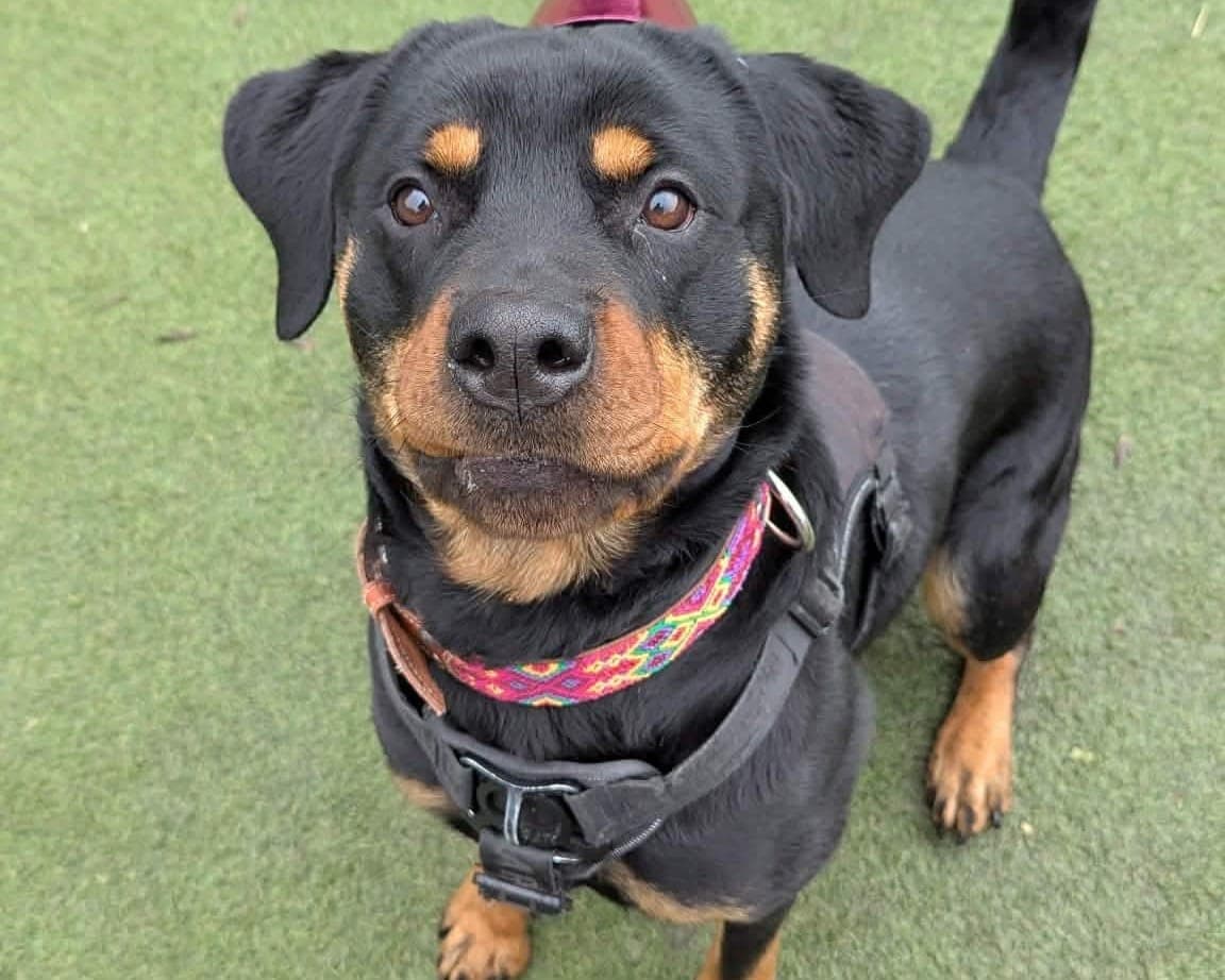 Ripley, a 3 years old female Rottweiler available for adoption from Cheltenham Animal Shelter in Gloucestershire