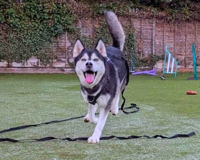 Nala, a 7 years old female Siberian Husky available for adoption from Cheltenham Animal Shelter in Gloucestershire