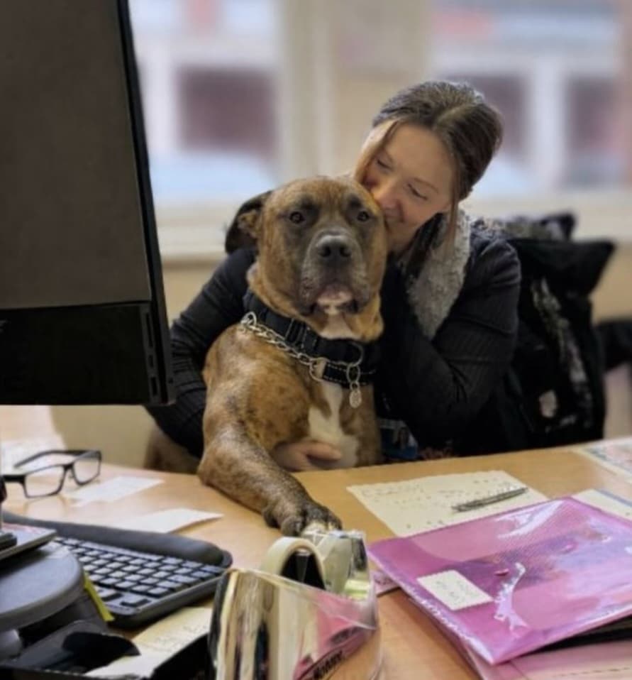 Arnie, a 5 years old male Mastiff available for adoption from Heathlands Animal Sanctuary in Hertfordshire