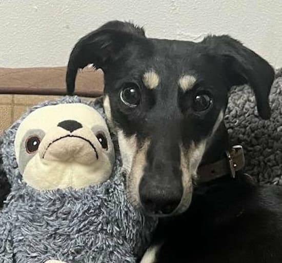 Echo, a 3 years old female Lurcher available for adoption from Homeless Hounds in Much Hoole, Lancashire