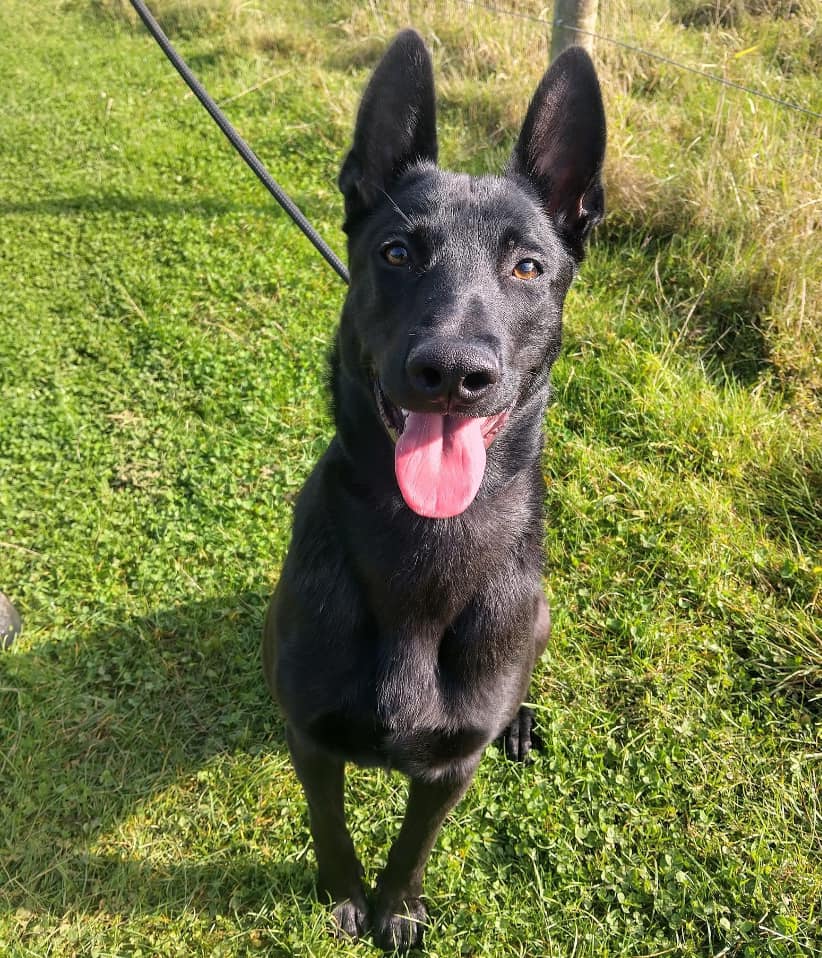 Cain, a Unknown old male Crossbreed available for adoption from Animal Helpline in Cambridgeshire