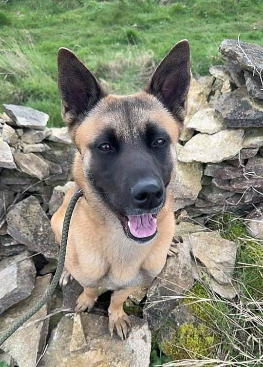 Cindy, a 4 years old male Crossbreed available for adoption from Animal Helpline in Cambridgeshire