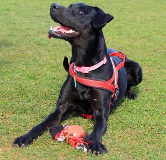 Lily, a 3 years old male Crossbreed available for adoption from Animal Helpline in Cambridgeshire