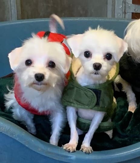 Marlow & Mina, a 8 years old unknown Maltese available for adoption from Animal Helpline in Cambridgeshire