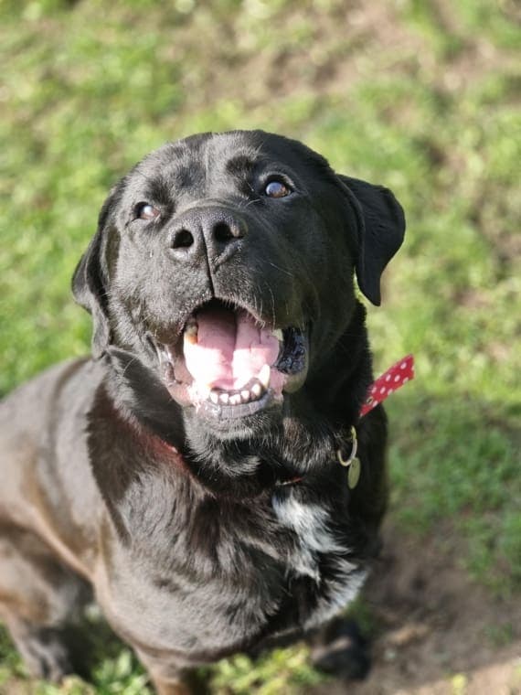 Polly, a 5 years old female Crossbreed available for adoption from Hull Animal Welfare Trust in Hull, East Riding of Yorkshire