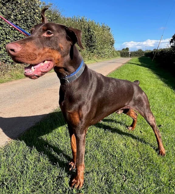 Gus, a 3 years old male Dobermann available for adoption from HW Animal Rescue in Herefordshire