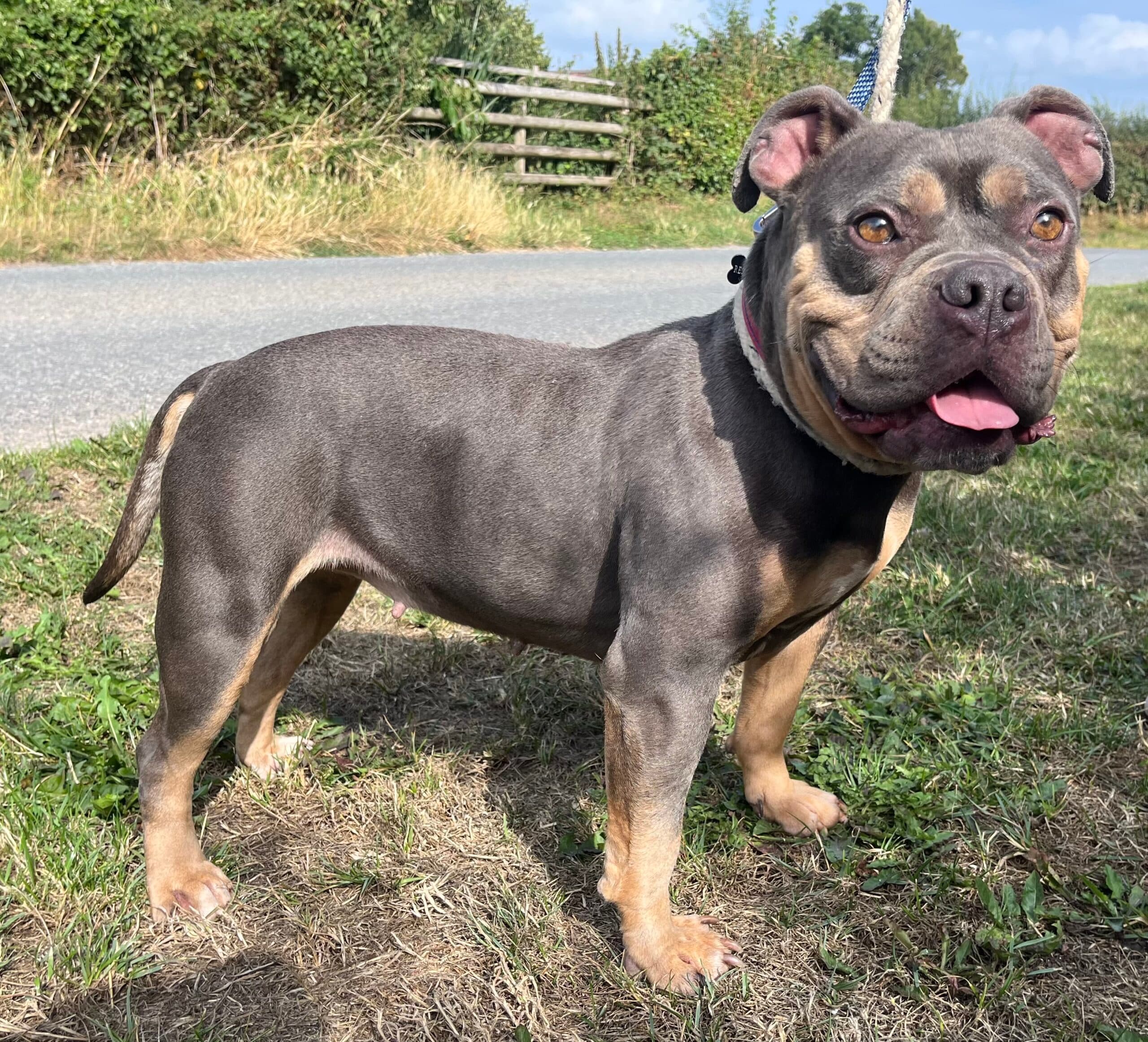 Harriet, a 3 years old female Unknown available for adoption from HW Animal Rescue in Herefordshire