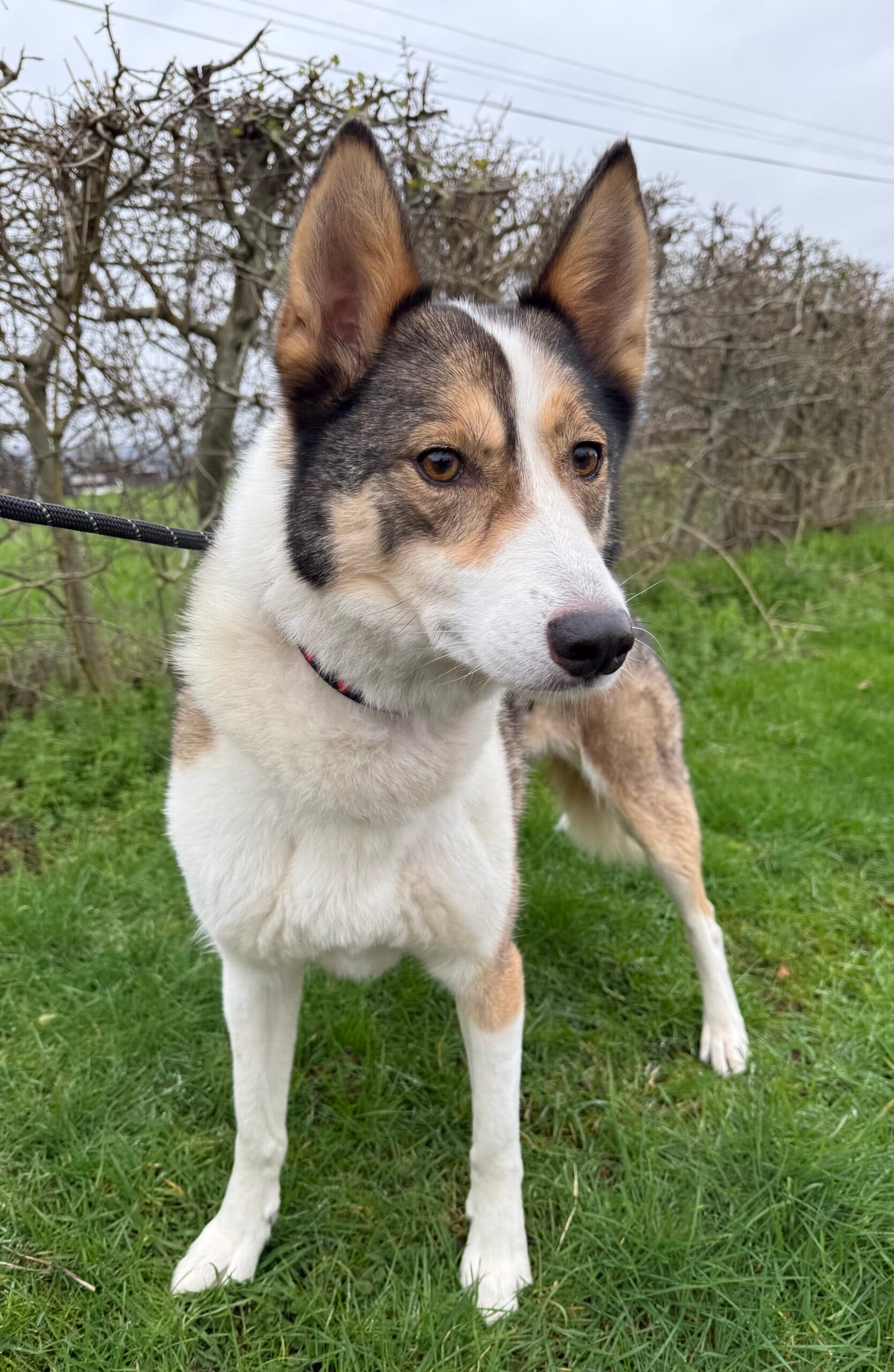 Lexi, a 6 years old female Siberian Husky available for adoption from HW Animal Rescue in Herefordshire