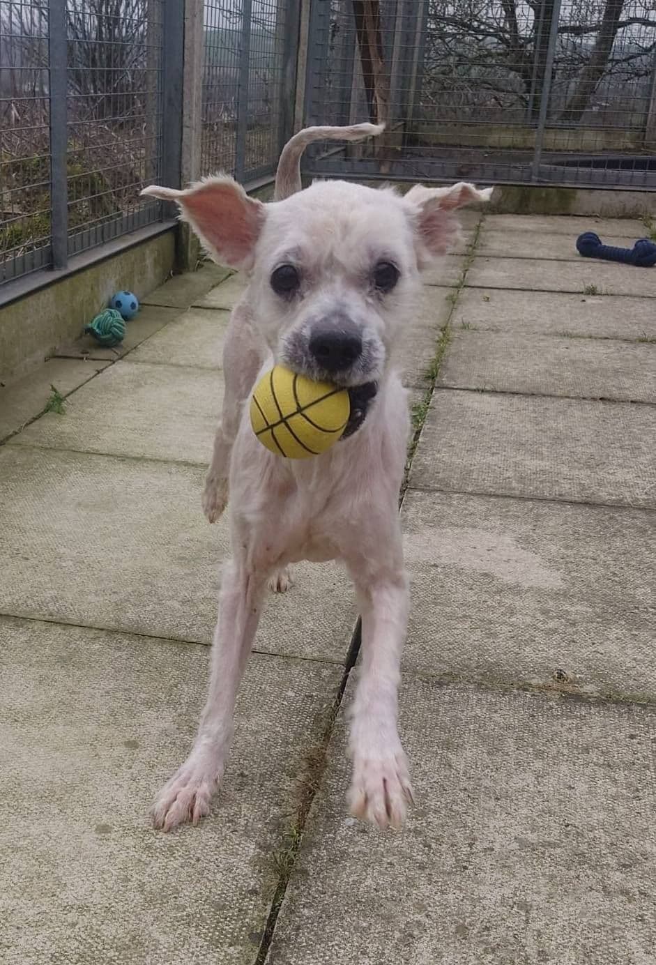 Bailey, a 7 years old male West Highland White Terrier X Bichon Frise available for adoption from The Cliffe Kennels in South Yorkshire