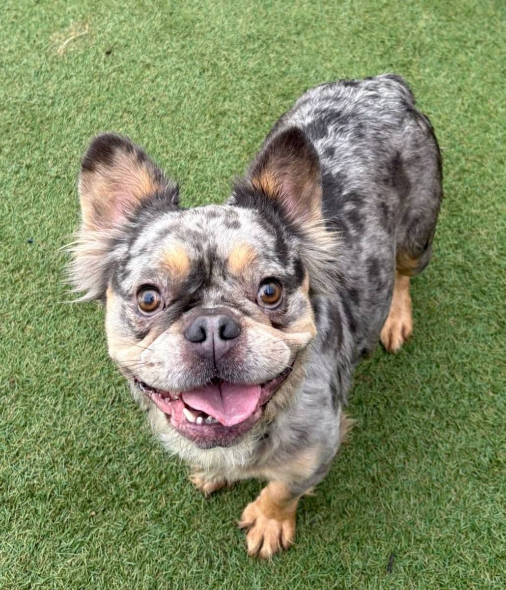 Freya, a 4 years old female French Bulldog available for adoption from The Cliffe Kennels in South Yorkshire