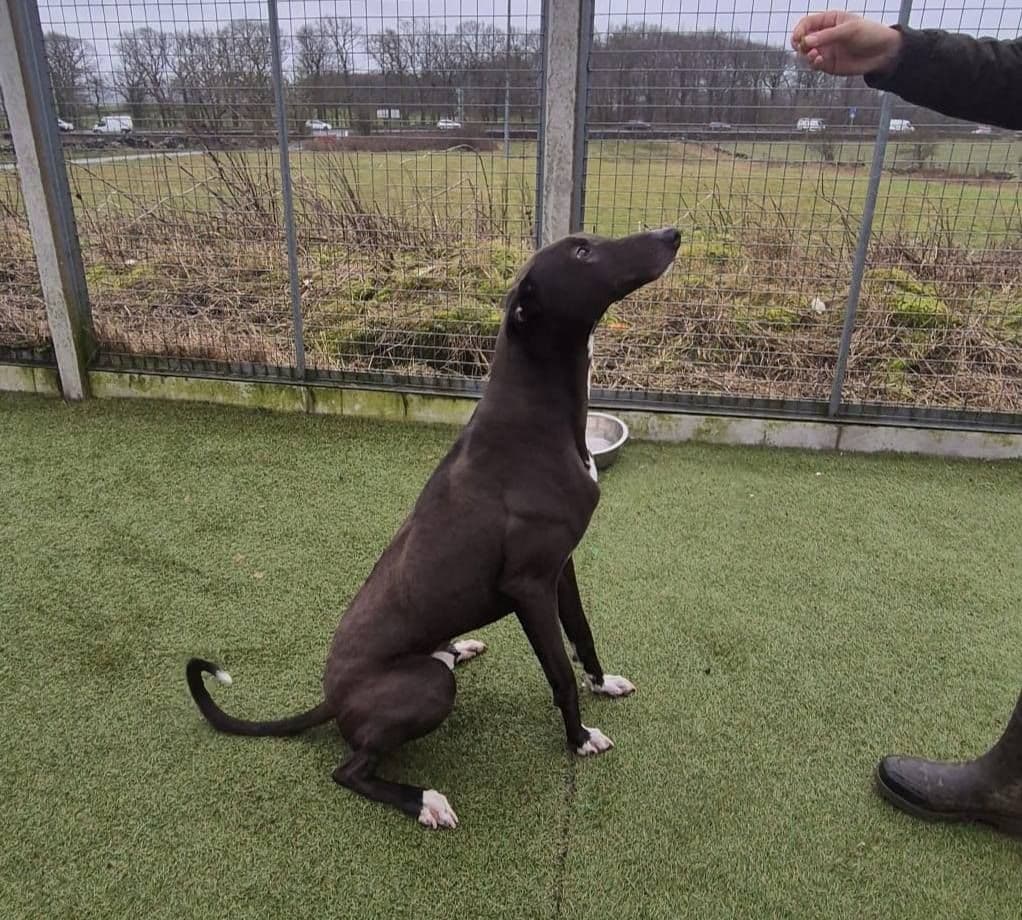 Mac, a 4 years old male Greyhound available for adoption from The Cliffe Kennels in South Yorkshire