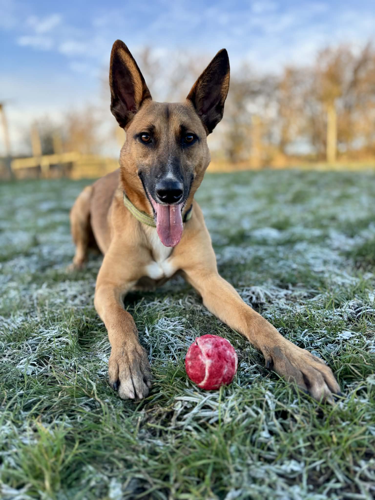 Hunter, a 1 year old male Crossbreed available for adoption from Maxis Mates in North Yorkshire