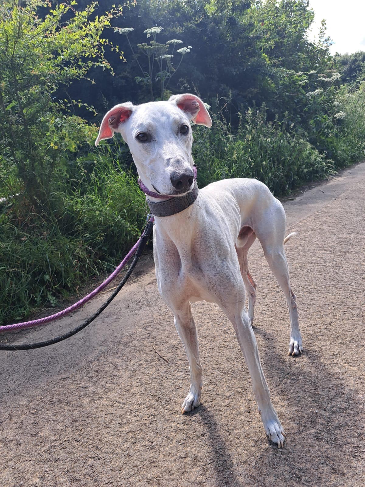 Benji, a 4 years old male Lurcher available for adoption from Maxis Mates in North Yorkshire