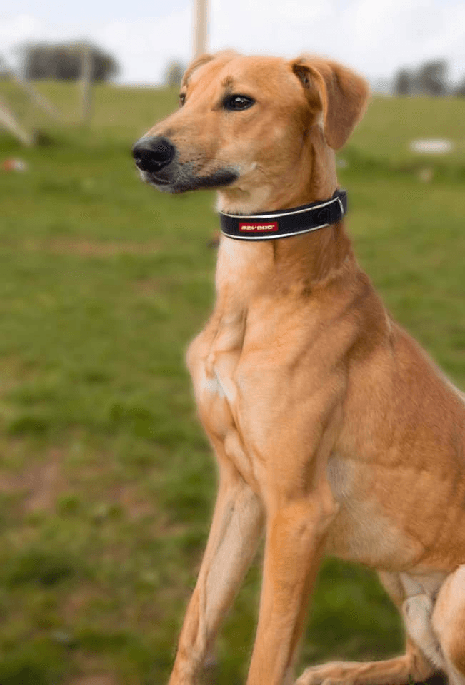 Chester, a 7 years old male Lurcher available for adoption from Maxis Mates in North Yorkshire