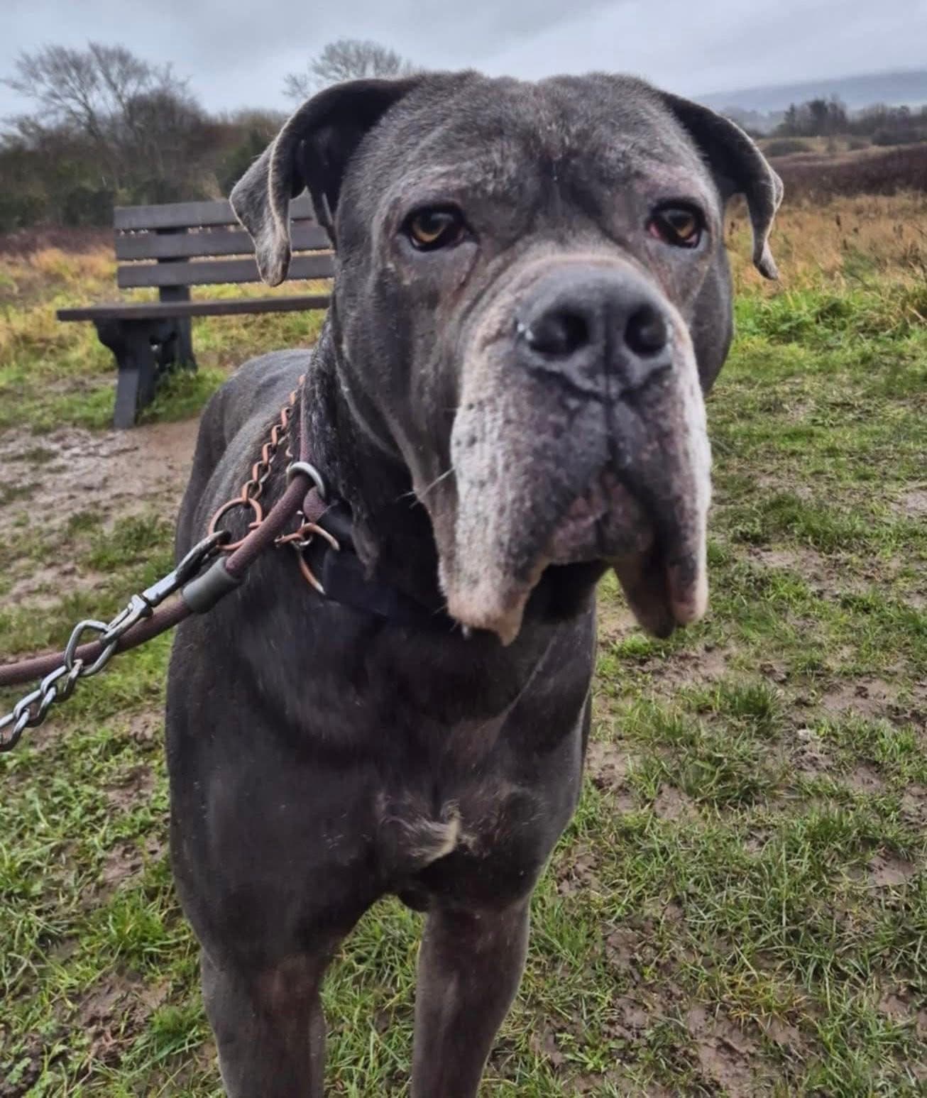 Alpha, a 6 years old male Cane Corso available for adoption from Maxis Mates in North Yorkshire