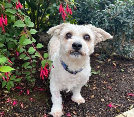 Bert, a 8 years old male Shih Tzu available for adoption from Mid Antrim in Northern Ireland