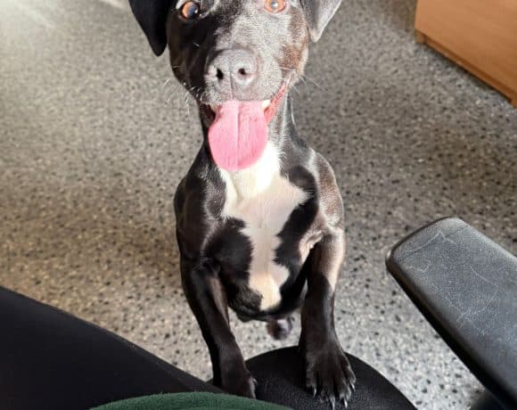Papi, a 8 months old male Papillon available for adoption from Mid Antrim in Northern Ireland