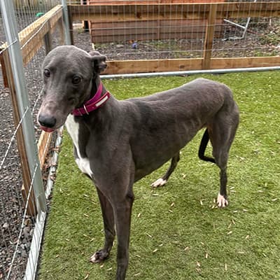 Dora, a 3 years old female Greyhound available for adoption from Northumberland Greyhound Rescue in Belington, Northumberland