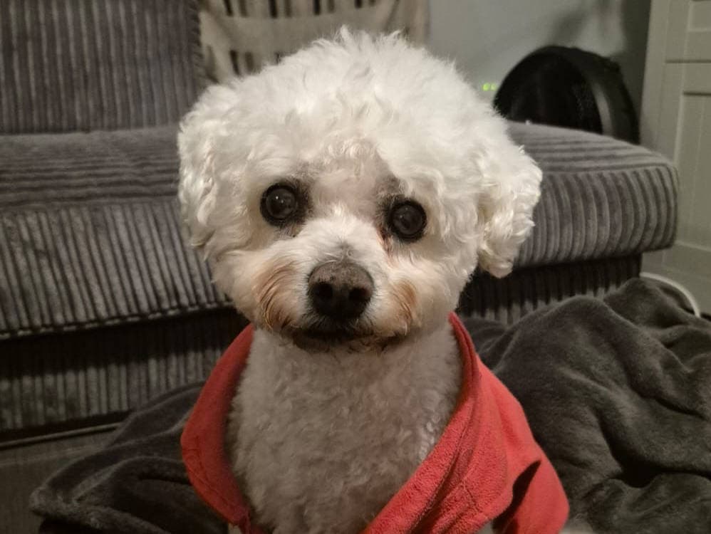 Max, a 11 years old male Bichon Frise available for adoption from Oxfordshire Animal Sanctuary in Oxfordshire