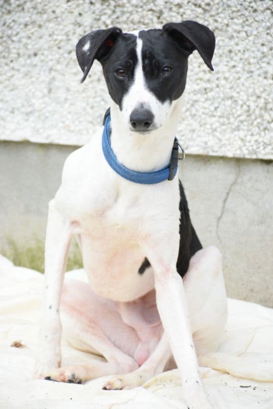 Buddy, a 4 years old male Whippet available for adoption from Paws and People in Northern Ireland