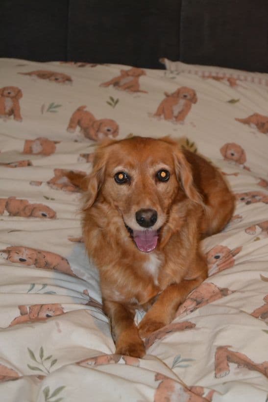 Bella, a 8 years old female Cocker Spaniel available for adoption from Paws and People in Northern Ireland