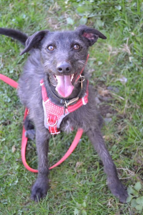 Hatchi, a 2 years old male Whippet available for adoption from Paws and People in Northern Ireland