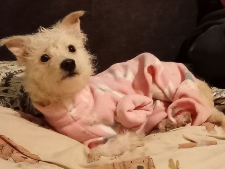 Cp, a 2 years old male Bichon Frise available for adoption from Paws and People in Northern Ireland