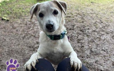Biscuit, a 11 years old male Jack Russell Terrier available for adoption from Pawprints Dog Rescue in Warwickshire